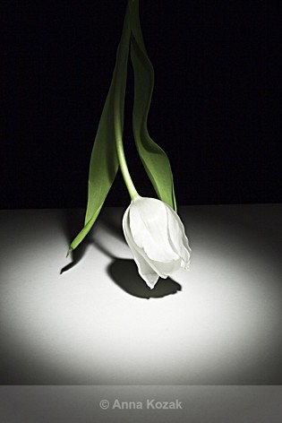 Tulip & the shadow - Flowers