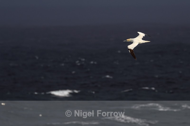 Gannet flies past Strathy Point, Caithness, Scotland - Gannet