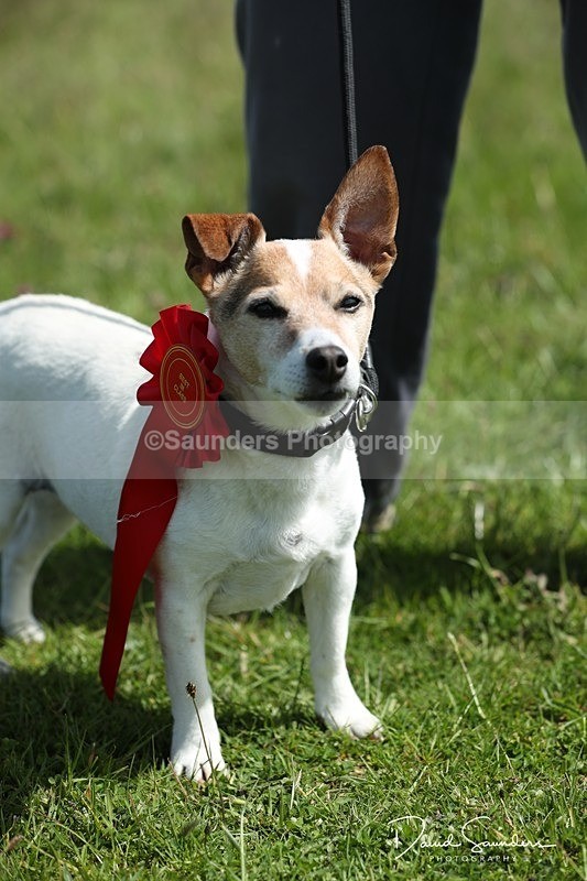 SPXX0594 - Dog show