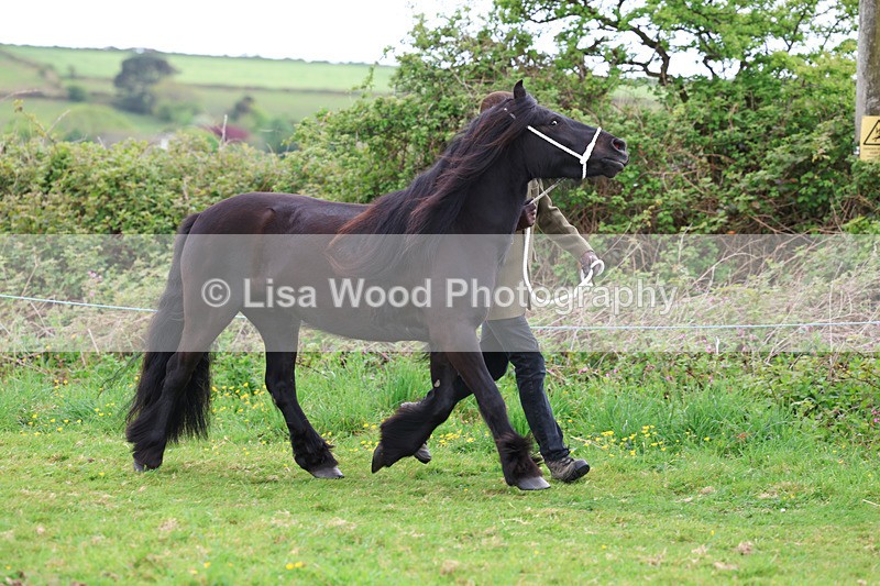 3E7A0794 - In Hand Championship