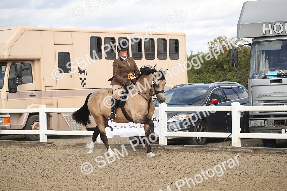 SBM_14613 - Class 505a - M&M Working Veteran - 50cm (15-19)