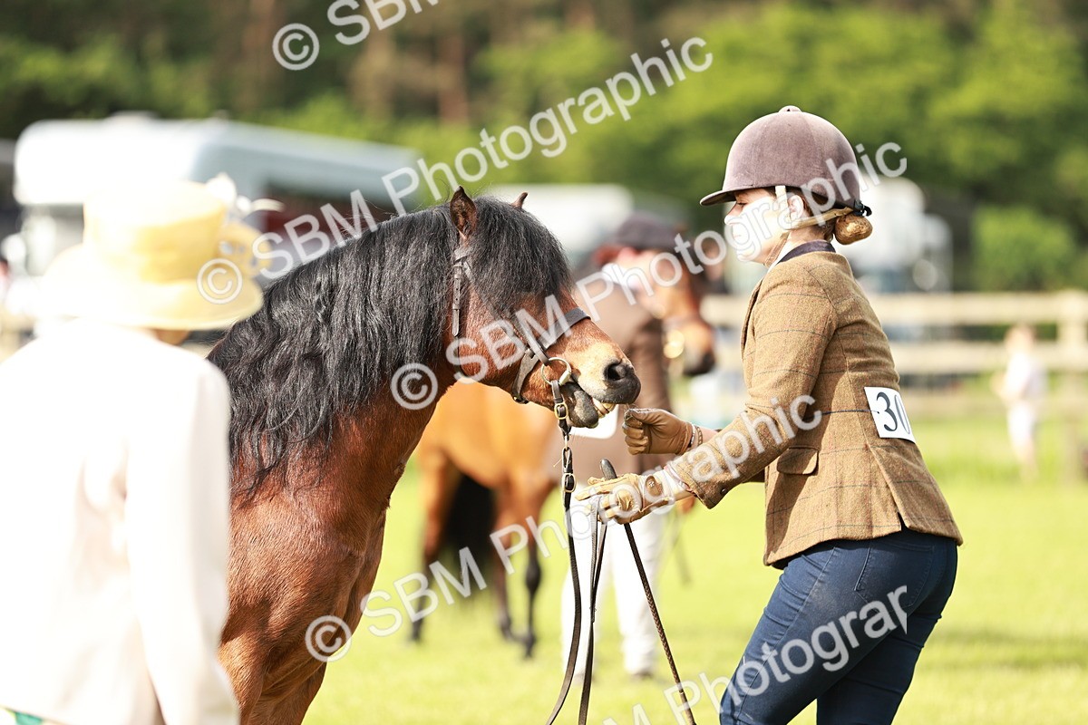 SBM_00511 - Class 14-23 - Mountain & Moorland In Hand Non Welsh