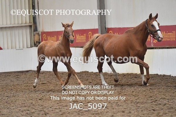 JAC_5097 - 9 Zinzipan