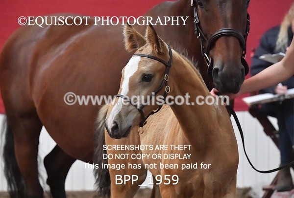 BPP_1959 - AFTERNOON 12.30 - 3.30PM