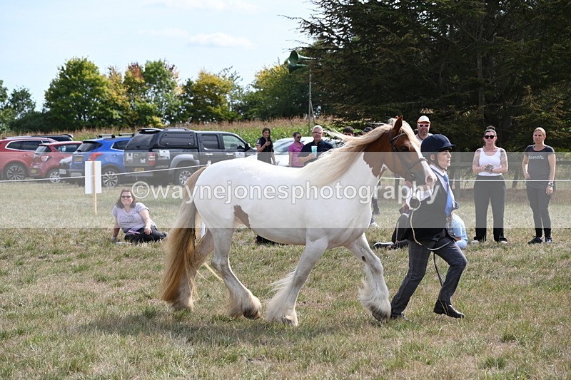 WJ6_6573 - Class 20 In-hand Cob