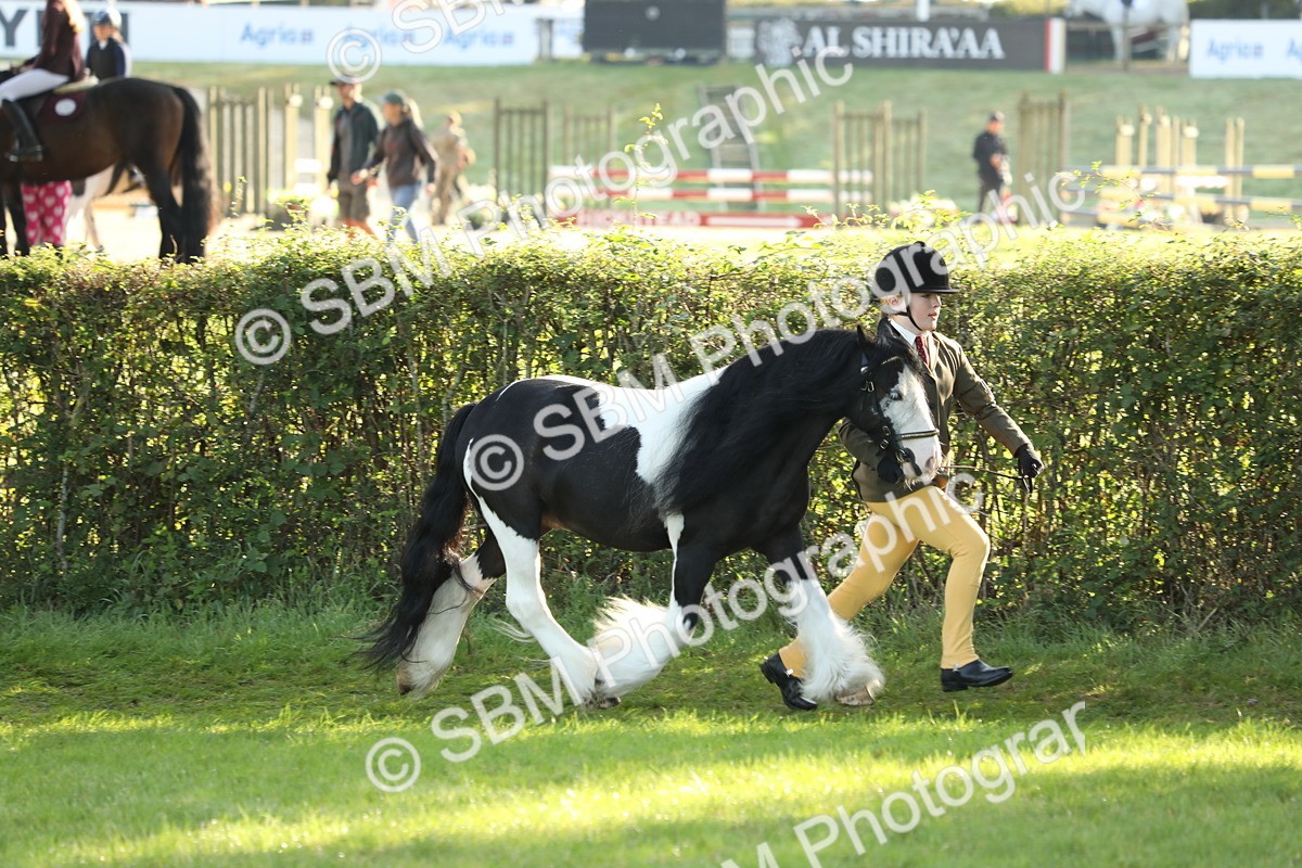 SBM_60858 - S43 - Coloured Pony In Hand