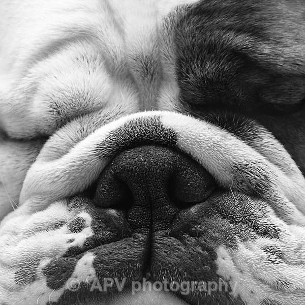 Let Sleeping Dogs.. - Square Cards