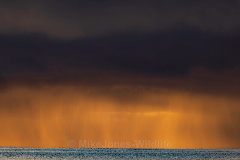 Snowstorm at Sea from Calgary Beach - LATEST... Isle of Mull Otters and Landscapes December 2022 & Seal Pups from Donna Nook, Lincs