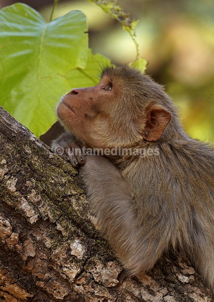 Rhesus monkey - thinking - India