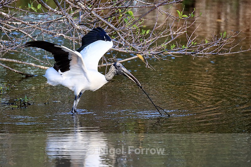 Wood Stork prepares to take off, Wakodahatchee Wetlands, Florida - Wood Stork