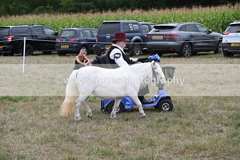 WJ6_6047 - Class 19 In-hand Veterans (Uploaded correct folder)