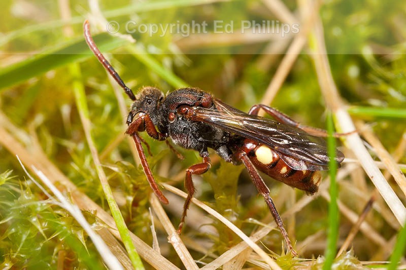 Nomada hirtipes (f)