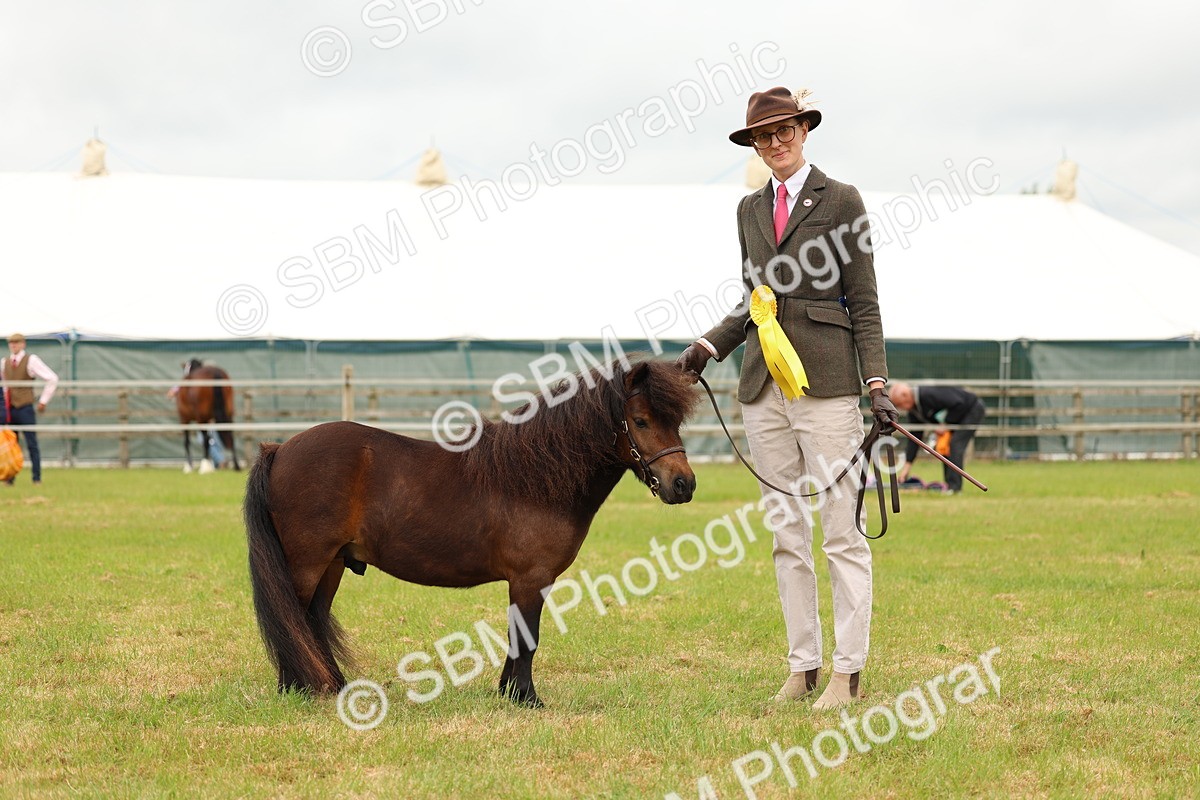 SBM_04499 - Class 64-67 - Shetland Pony In Hand
