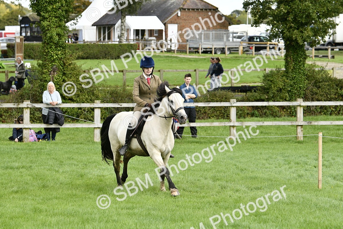 SBM_41568 - S32 - Mountain & Moorland Working Hunter Pony
