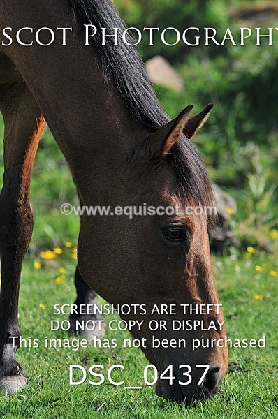 DSC_0437 - ARCHIVE REQUEST - Quincy and Guinness