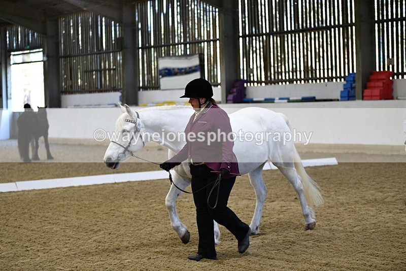 WJ5_3697 - Class 5 In Hand Veterans