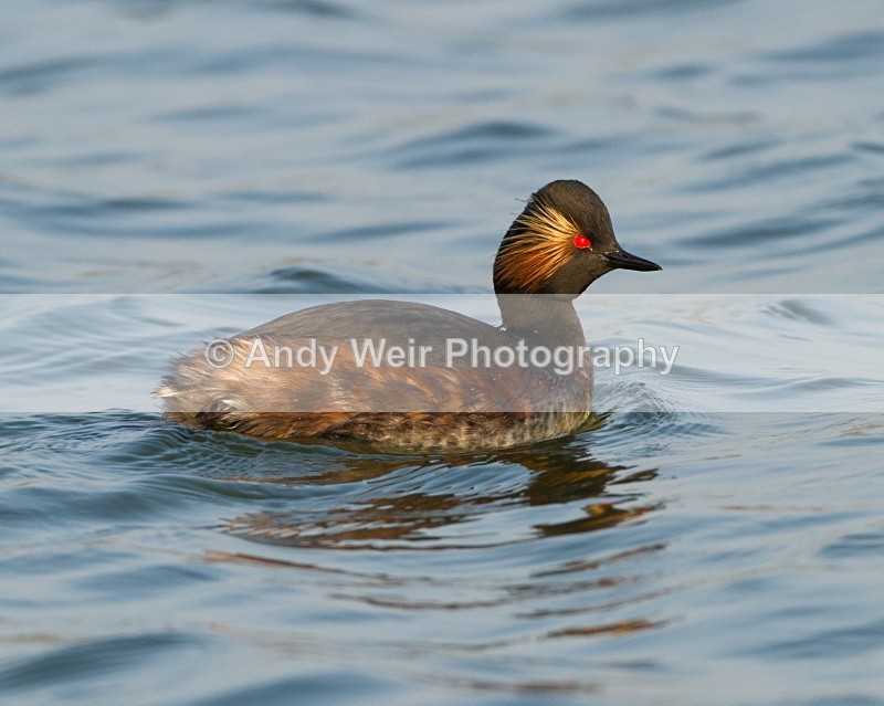 20110328-IMG_2910 - Black-necked Grebe
