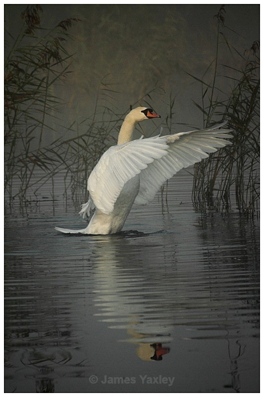 Misty Mute Swan - Best of British Wildlife