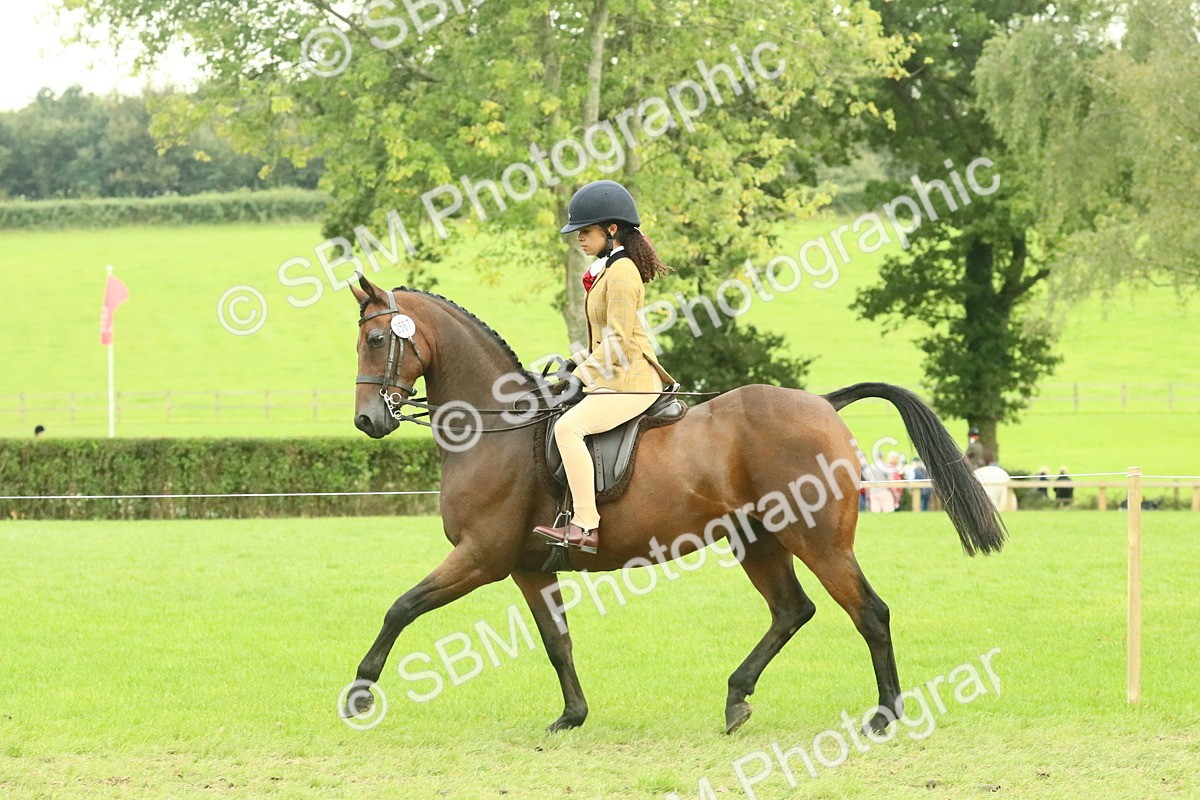 SBM_74078 - S 61 - Show Pony & Show Hunter Pony Ridden