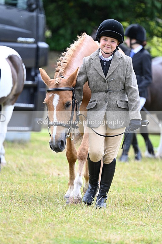 WJ7_6467 - Class 5 Handsome Gelding in hand