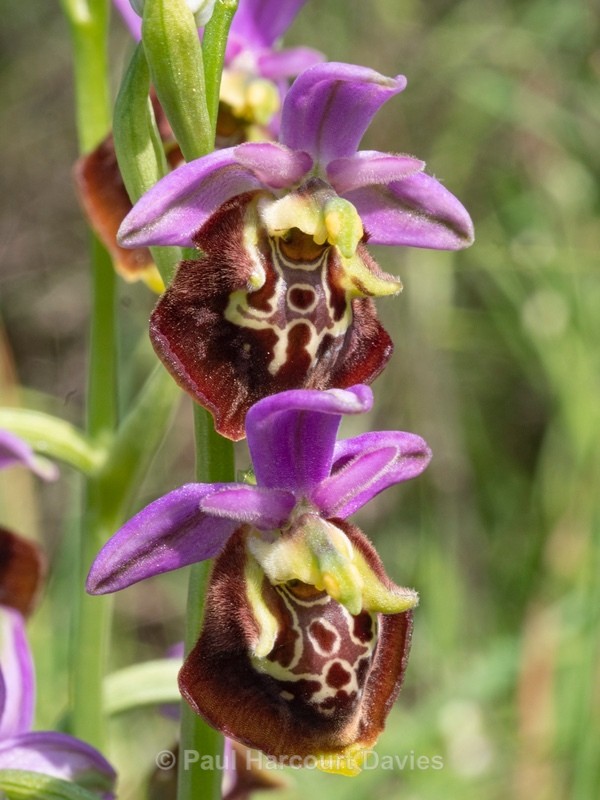 Apulian Ophrys (Ophrys fuciflora ssp apulica  also O. holoserica ssp apulica and O. apulica) - Gargano - Wild Orchids