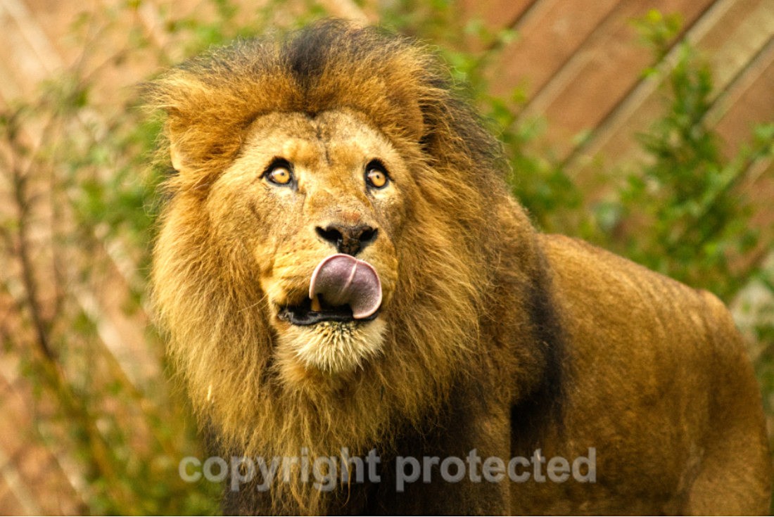 African Lion - Bailey - Big Cats
