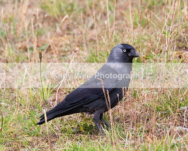 20071019-118 - Jackdaw