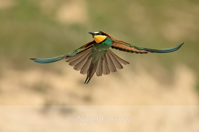 European Bee-eater flying to perch, Montgai, Spain - European Bee-Eater