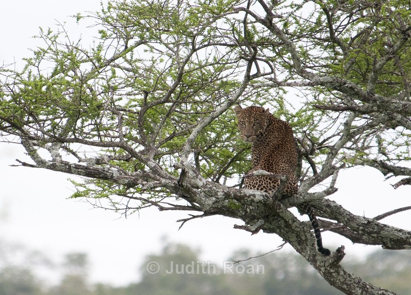 Leopard Female - Tanzania Birds and Mammals