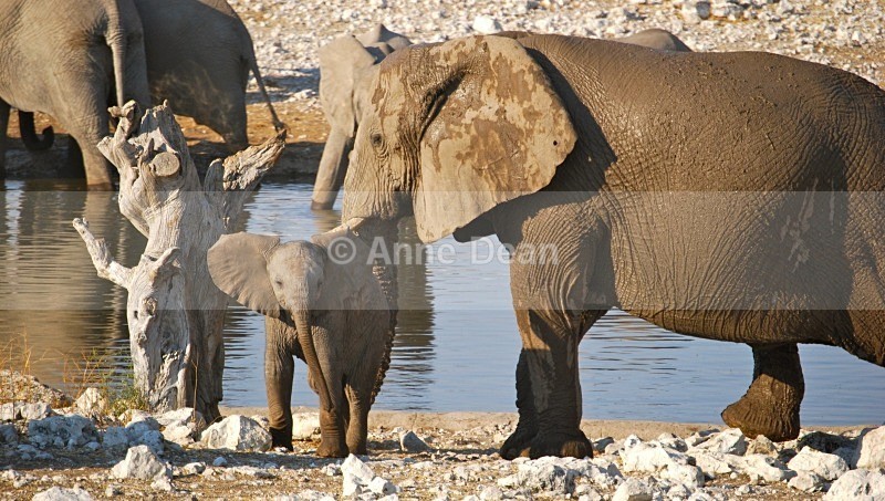 At the water hole - Namibian wildlife