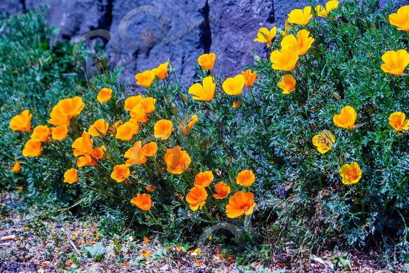 Californian poppy Eschscholzia californica-5539 - Plants and trees