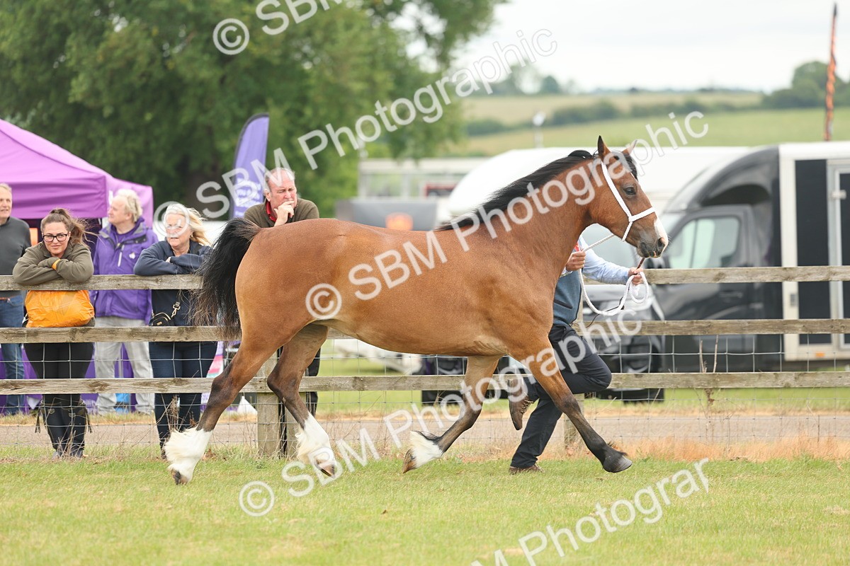 SBM_04797 - Class 50-57 - M&M Welsh Pony In Hand