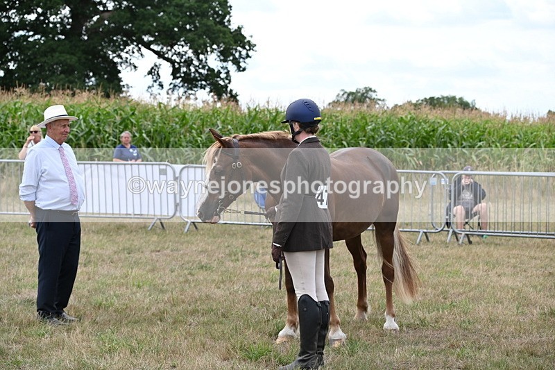 WJ6_6147 - Class 19 In-hand Veterans (Uploaded correct folder)
