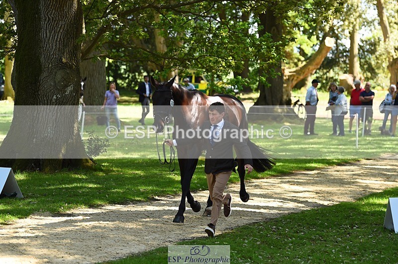 230524-151844-00197 - 319-RINGFORT_REVE_DU_MOULIN-Andrew_Downes-WEDTrotUp+DR