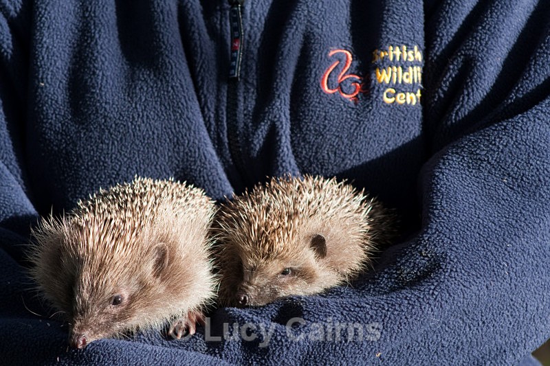  - British Wildlife Centre, East Grinstead
