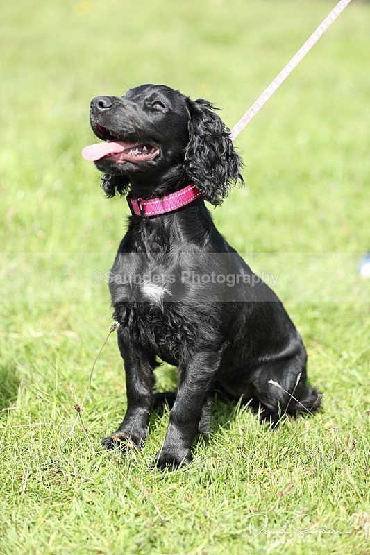 SPXX0556 - Dog show