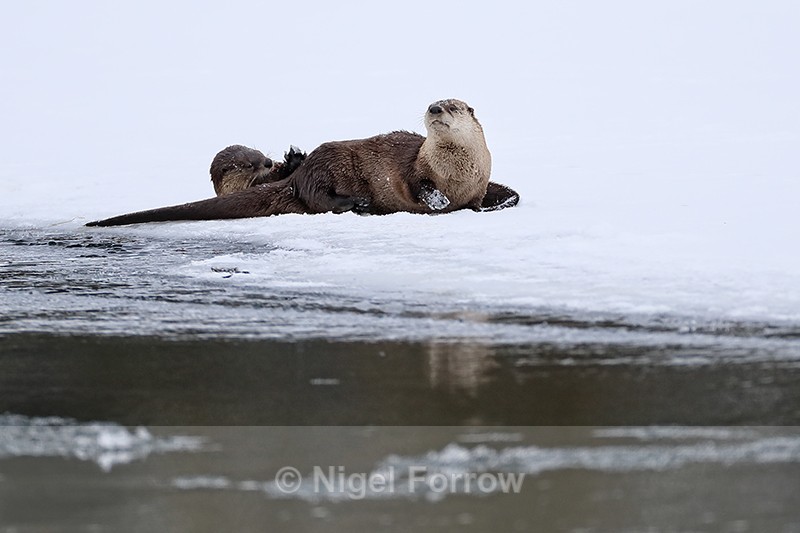 Two River Otters, Yellowstone River, Wyoming, USA - Otter