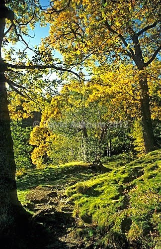 Cumbrian path - Autumn