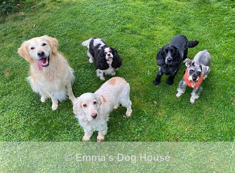  - Dogs