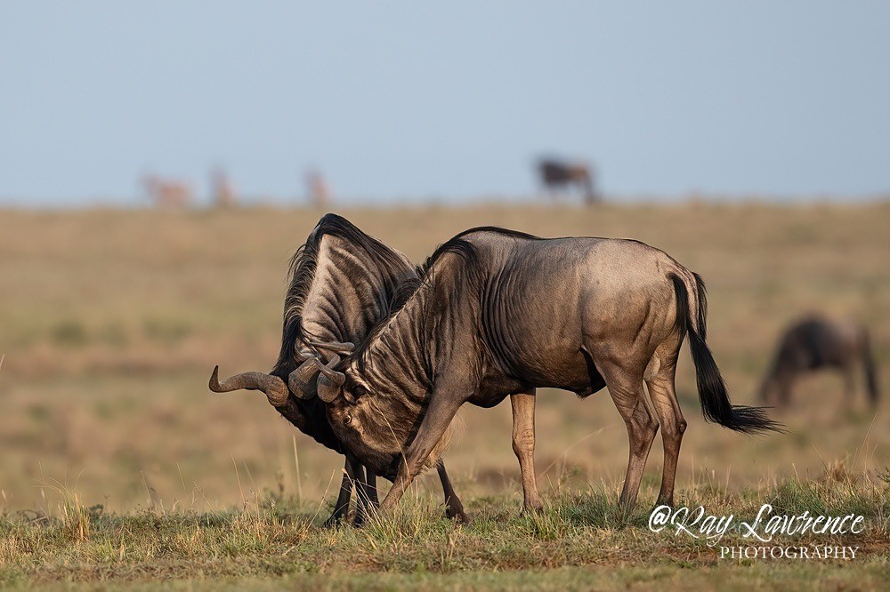 Masai Mara 100223_RLP107147 - Natural World