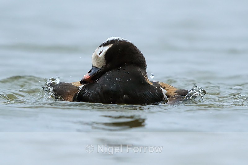 Long-tailed Duck (male) bathing, Iceland - Long-tailed Duck