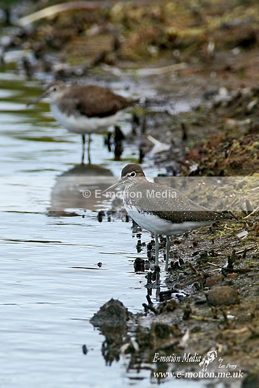 Green Sandpiper 290712 1 - Nature