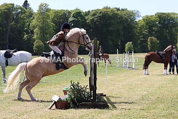 IMG_4241 - Working Hunter