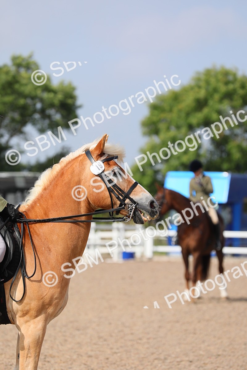 SBM_11419 - Class 305 Ridden Foreign Breeds- Pure Bred