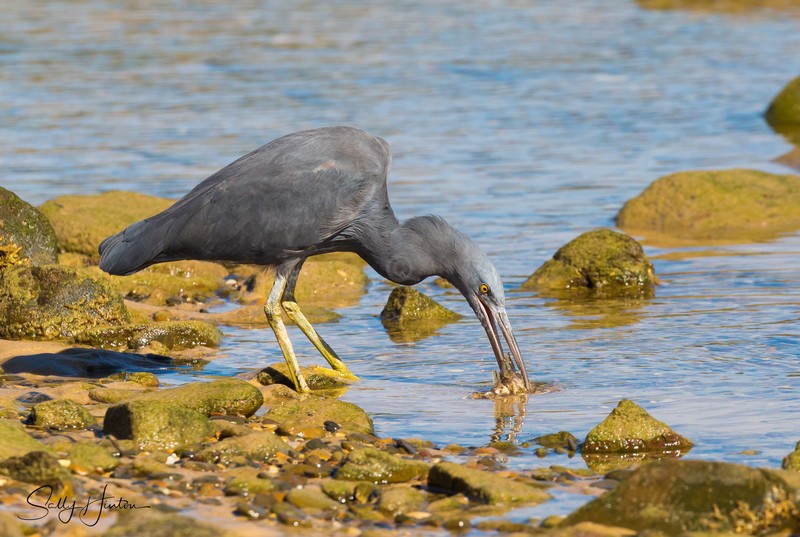 Heron with Fish 1