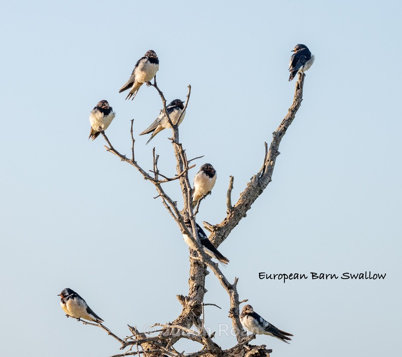  - South Africa Birds and Mammals