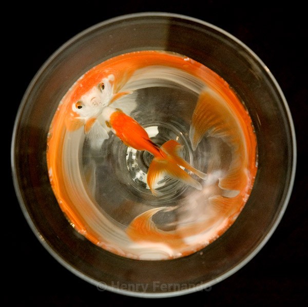 Assignment 3 - The Goldfish - 2006 Finalist in Popular Photography's Photographer of the Year