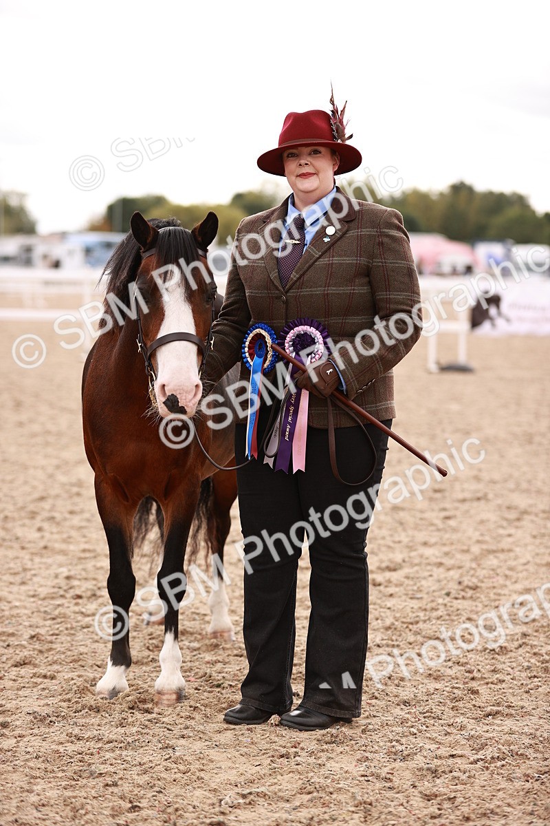SBM_16246 - Class412 - Handsome Gelding (IH  or Ridden) Adult