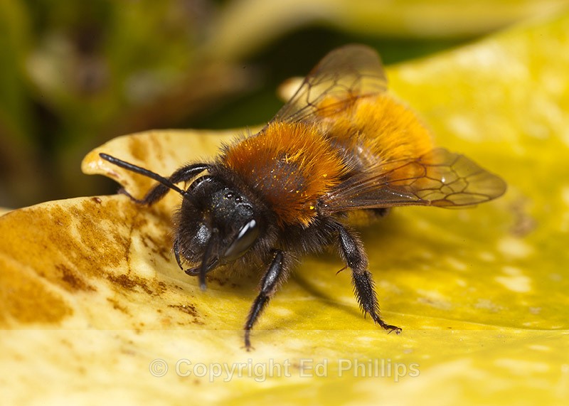 Andrena fulva (f) - Andrena fulva