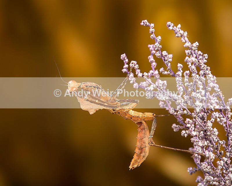 20140325-3K8A9416 - Insects